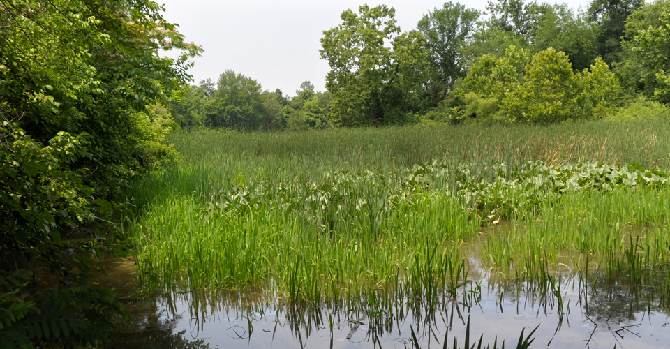 Surrounding lands